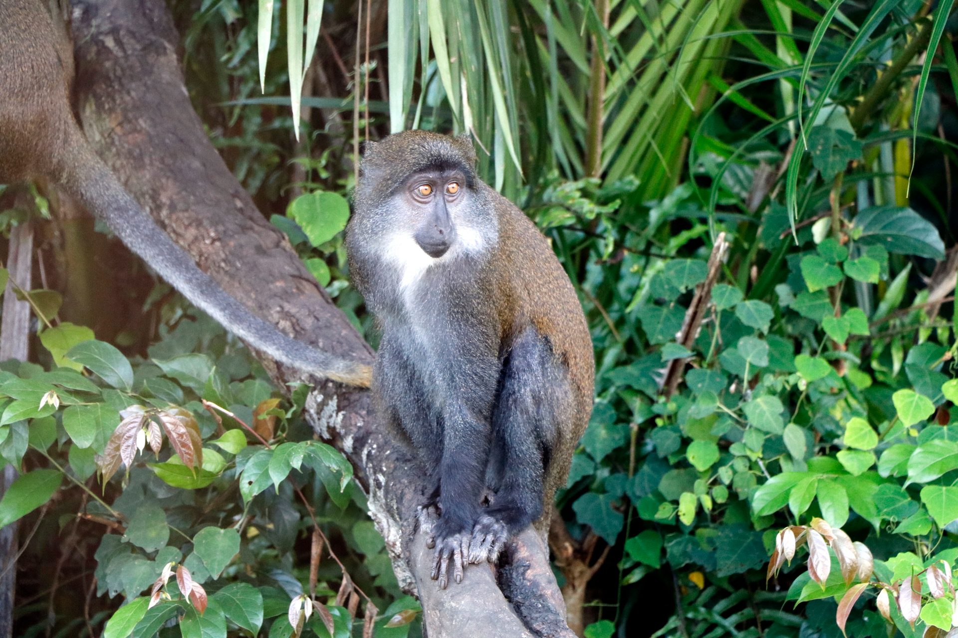 Gabon, primate rehabilitation center. Human contact with wildlife can be life-threatening to both as pathogens can jump from one species to the next.