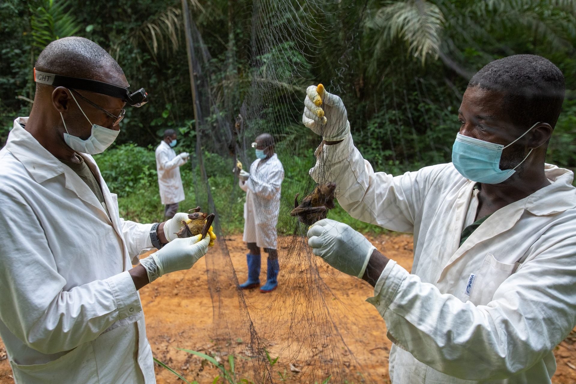 Scientists sample bats in Cameroon to better understand disease transmission between wildlife and humans.